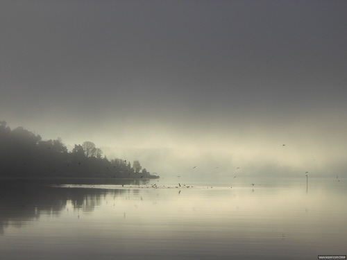 fugleflokk i Paddehavet